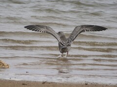 Larus fuscus