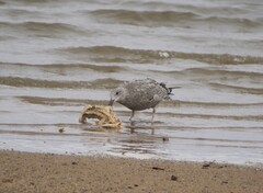 Larus fuscus