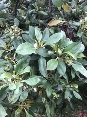 Myoporum laetum