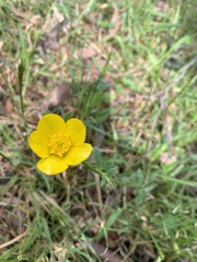 Ranunculus lappaceus