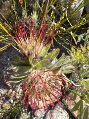 Leucospermum wittebergense