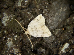 Neachrostia bipuncta