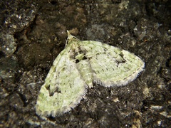 Chloroclystis v-ata