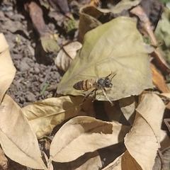Apis mellifera