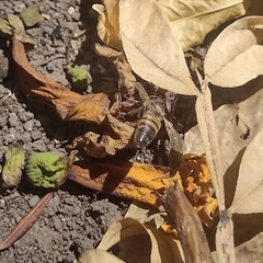 Apis mellifera