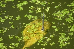 Ischnura fluviatilis