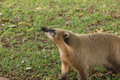 Nasua nasua