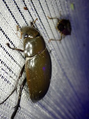 Hydrophilus acuminatus
