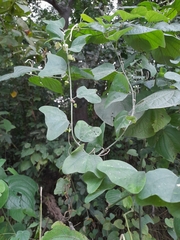 Passiflora biflora image