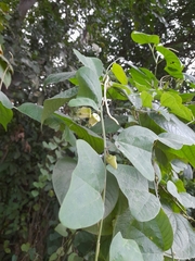 Passiflora biflora