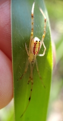 Thwaitesia nigronodosa