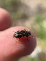 Astylus quadrilineatus