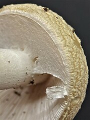 Validae