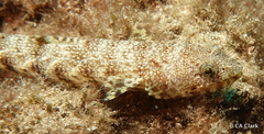 Synodontidae