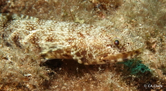 Synodontidae
