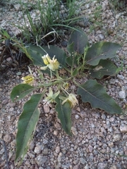 Asclepias nyctaginifolia
