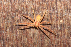 Philodromus rufus