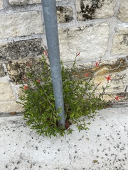 Anisacanthus quadrifidus