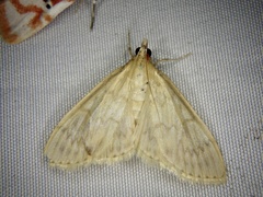 Nomis albopedalis