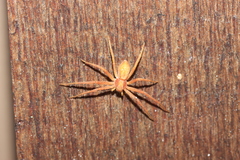 Philodromus rufus