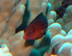 Pseudocheilinus octotaenia