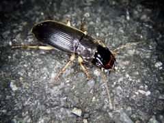 Harpalus eous
