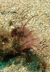 Novaculichthys taeniourus