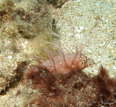 Novaculichthys taeniourus