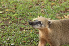 Nasua nasua