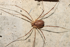 Leptobunus parvulus