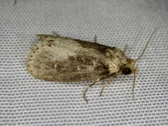 Naryciodes posticalis