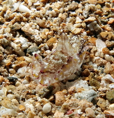 Philinopsis speciosa