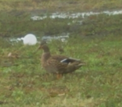 Anas platyrhynchos