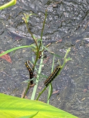 Theretra oldenlandiae