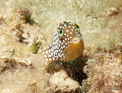 Canthigaster jactator