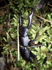 Dorcus rectus rectus