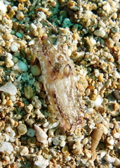 Philinopsis speciosa