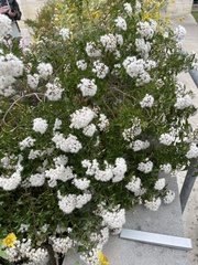 Ageratina havanensis