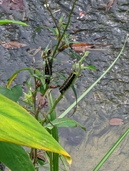 Theretra oldenlandiae