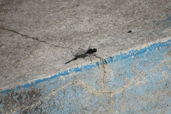 Erythrodiplax nigricans