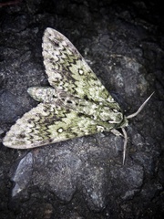 Dolbina tancrei