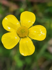 Ranunculus lappaceus
