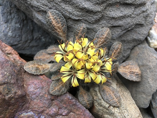 Genus Syncalathium · iNaturalist