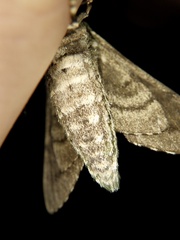 Dolbina tancrei