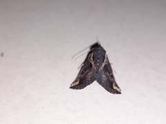 Hypena laceratalis