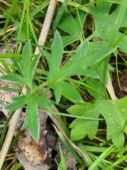 Ranunculus lappaceus