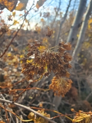Physocarpus opulifolius