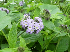 Heliotropium arborescens