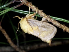 Narosoideus flavidorsalis