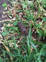 Prionoplus reticularis